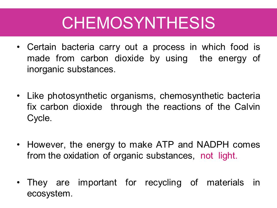 Chemosynthesis and bacteria